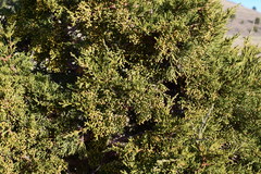 Juniperus grandis