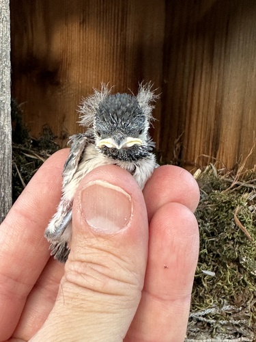 Carolina Chickadee photographed in California