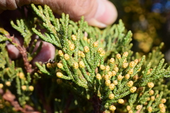 Juniperus grandis