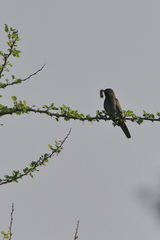 Cacomantis passerinus