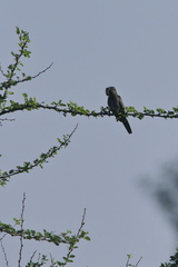 Cacomantis passerinus