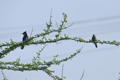 Cacomantis passerinus