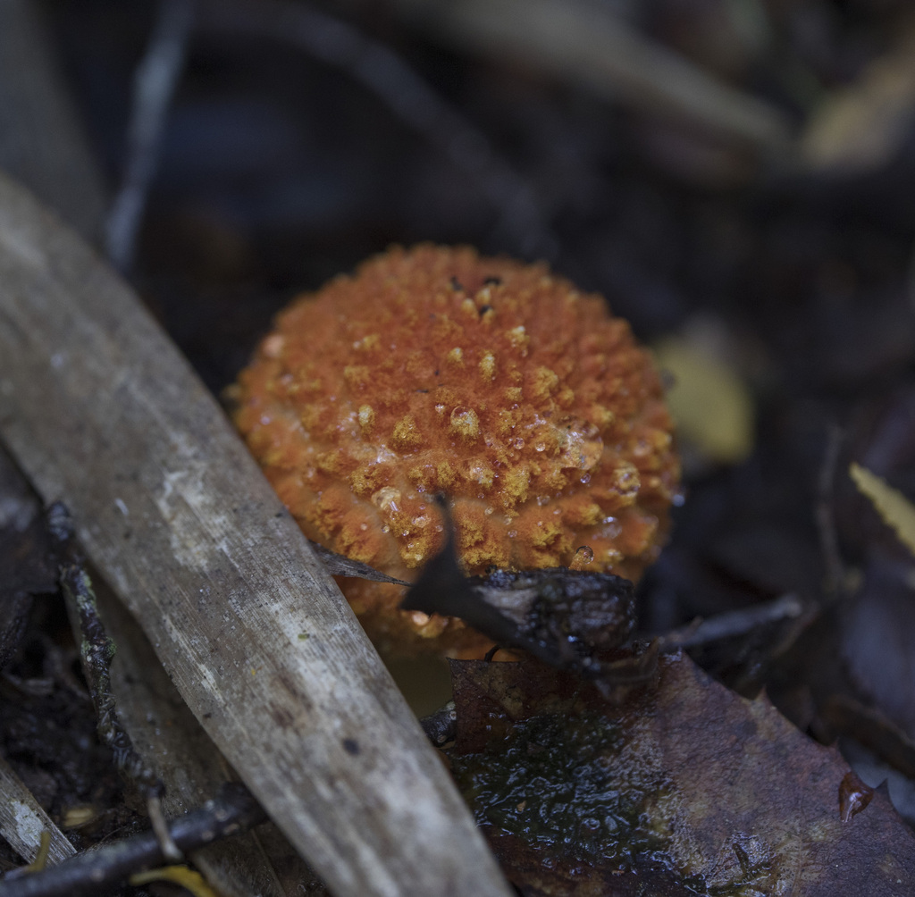 Amanita aurantiovelata · April 2023 · photo: © sur_endemico (iNaturalist, cc-by-nc)