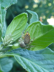 Paraphidippus fartilis