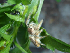 Paraphidippus fartilis