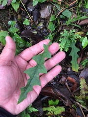 Ixeridium laevigatum