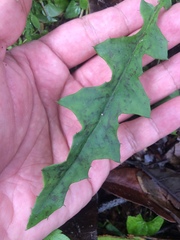 Ixeridium laevigatum