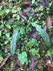 Ixeridium laevigatum