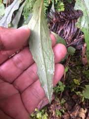 Ixeridium laevigatum