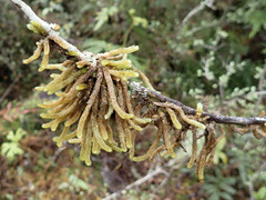 Cladomnion ericoides