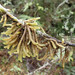 Cladomnion ericoides - Photo (c) Alex Fergus, μερικά δικαιώματα διατηρούνται (CC BY-NC), uploaded by Alex Fergus