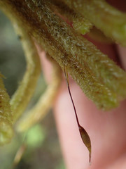 Cladomnion ericoides