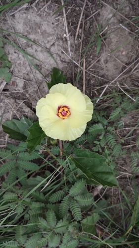 Image of Cienfuegosia drummondii by no rights reserved