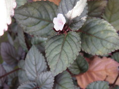 Hemigraphis alternata