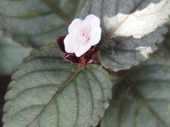 Hemigraphis alternata