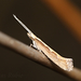 Diamondback Moth - Photo (c) Lucas Rubio, some rights reserved (CC BY), uploaded by Lucas Rubio