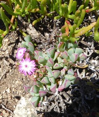 Oscularia vredenburgensis