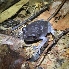 Leptobrachium hendricksoni