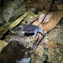 Leptobrachium hendricksoni