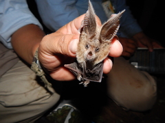 Macrotus californicus