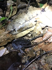 Leptobrachium hendricksoni