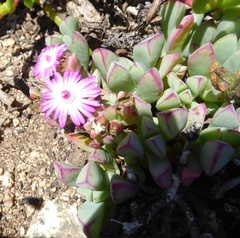 Oscularia vredenburgensis