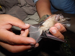 Macrotus californicus