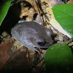 Leptobrachium hendricksoni