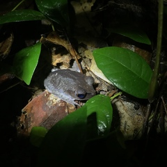 Leptobrachium hendricksoni