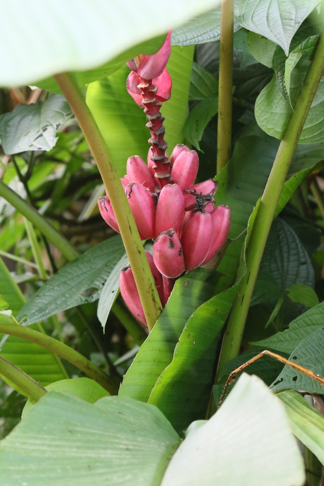 Musa velutina