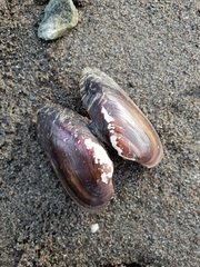 Unio elongatulus
