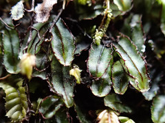 Hymenophyllum armstrongii