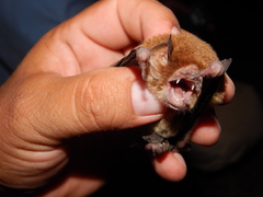 Pteronotus parnellii mexicanus
