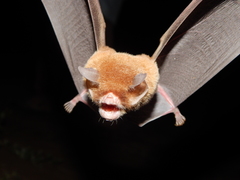Pteronotus parnellii mexicanus