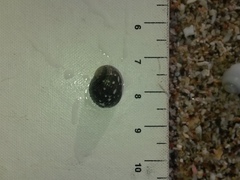 Nerita funiculata