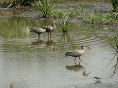 Theristicus caerulescens