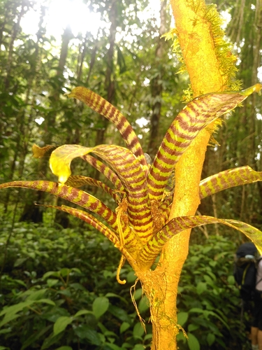 Vriesea splendens iNat (3)