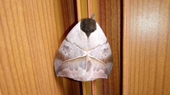 Automeris coresus