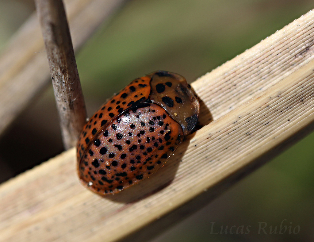 Chelymorpha varians