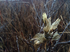 Gentiana rubricaulis