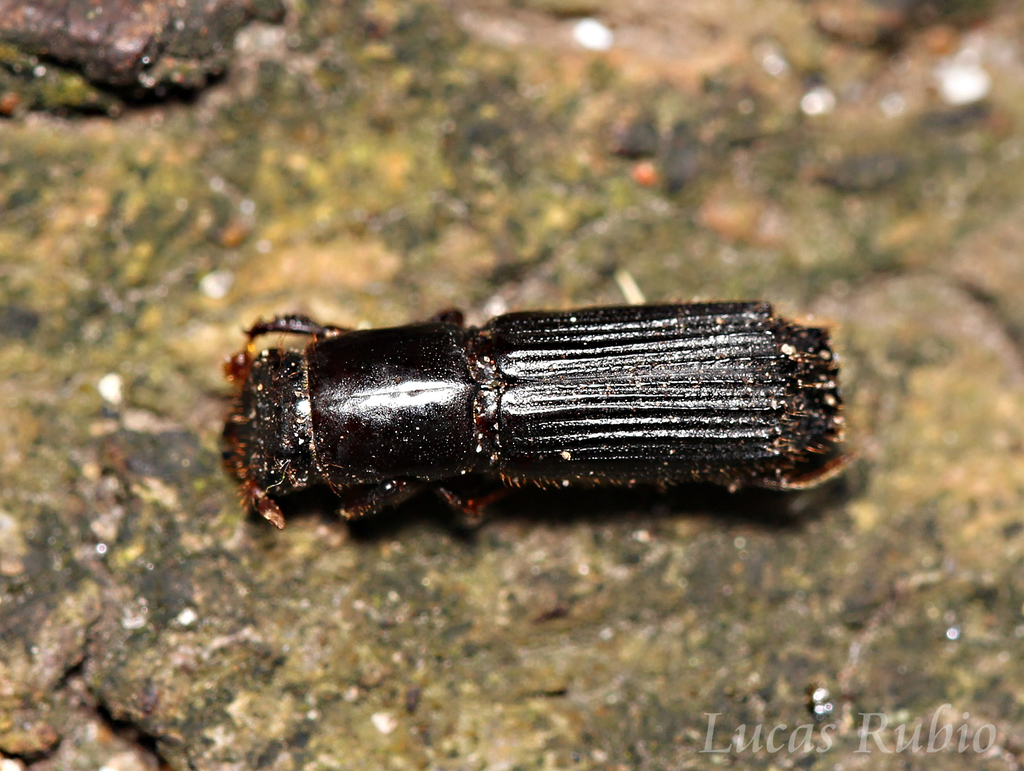 Megaplatypus
