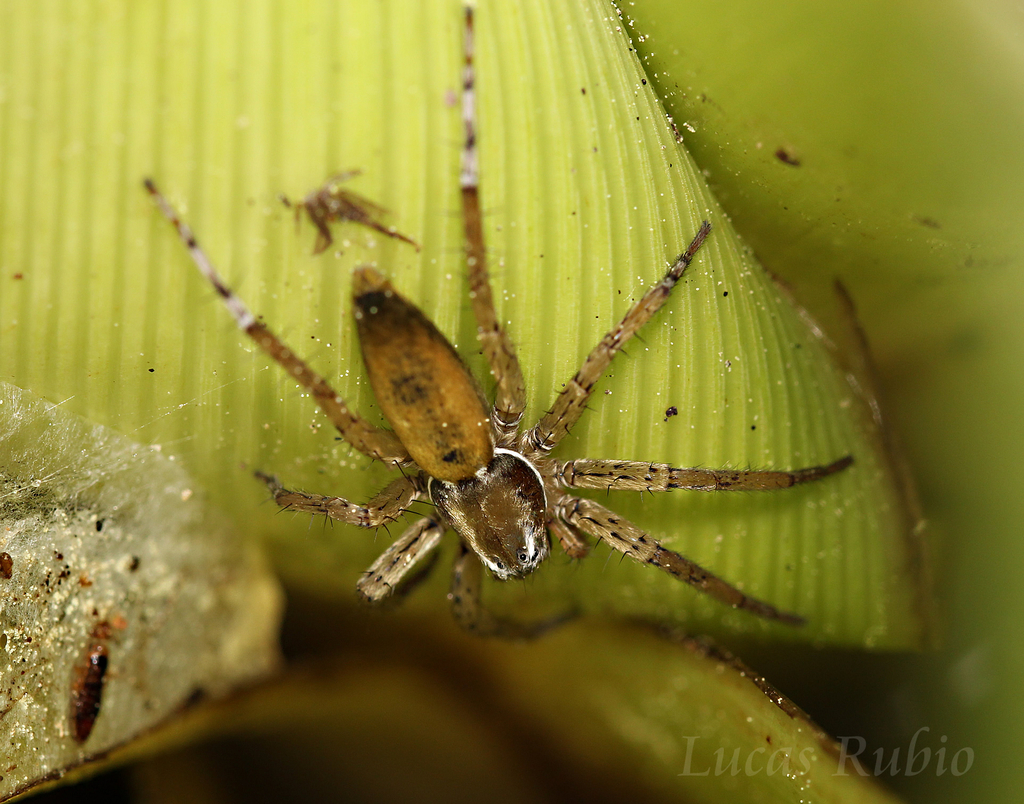 Arachosia proseni