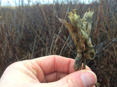 Gentiana rubricaulis