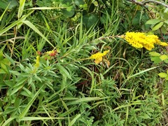 Solidago lepida salebrosa