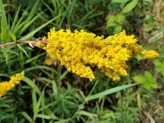 Solidago lepida salebrosa