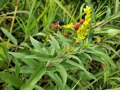 Solidago lepida salebrosa