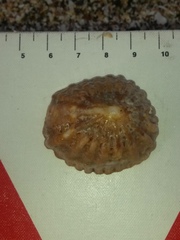 Crucibulum scutellatum