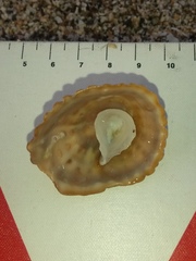 Crucibulum scutellatum