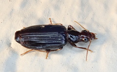 Plochionus timidus