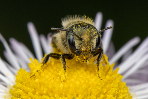Georgia Mason Bee